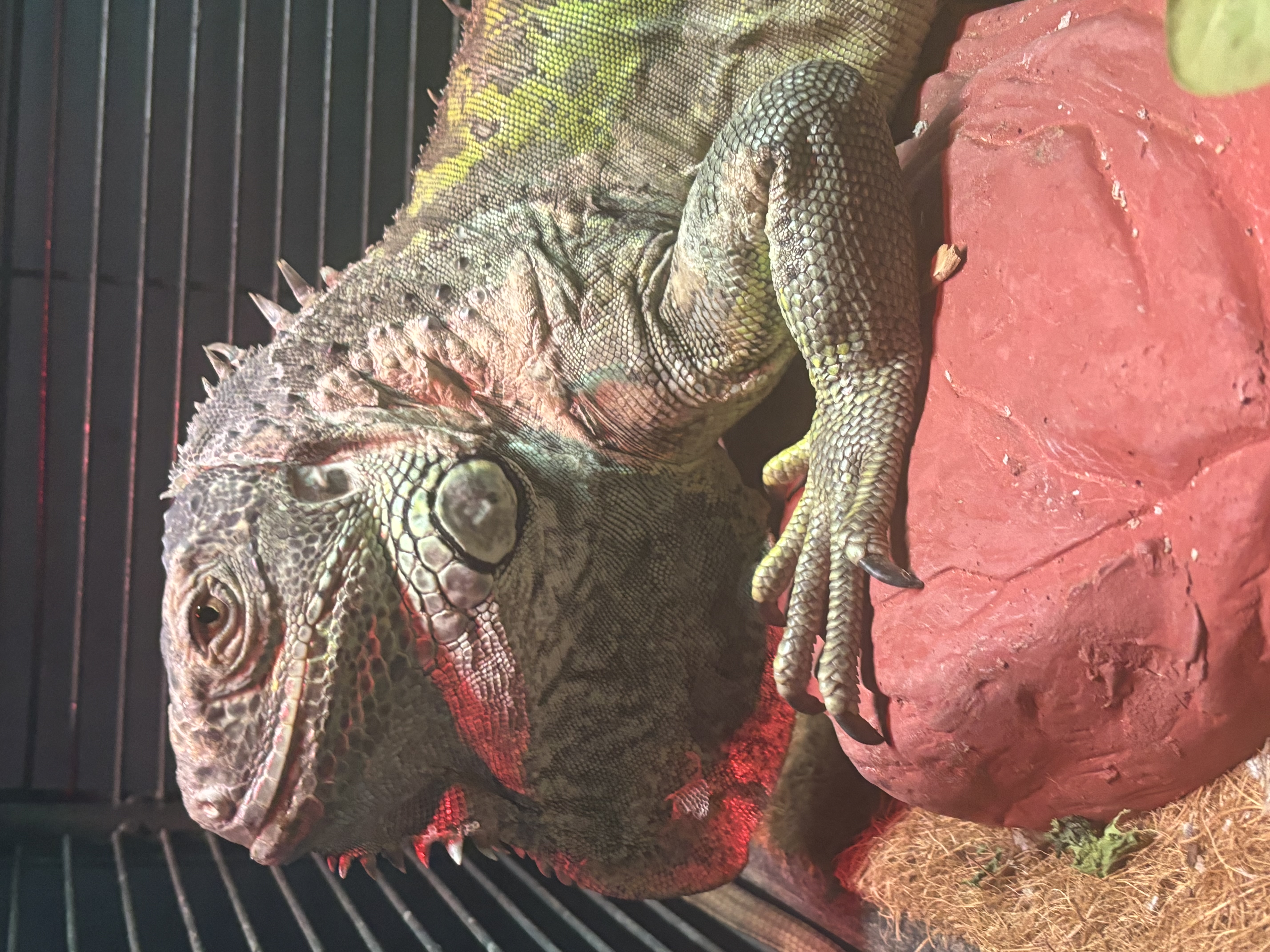 Kiwi, a Adoptable Iguana in Macomb, MI image 2/2