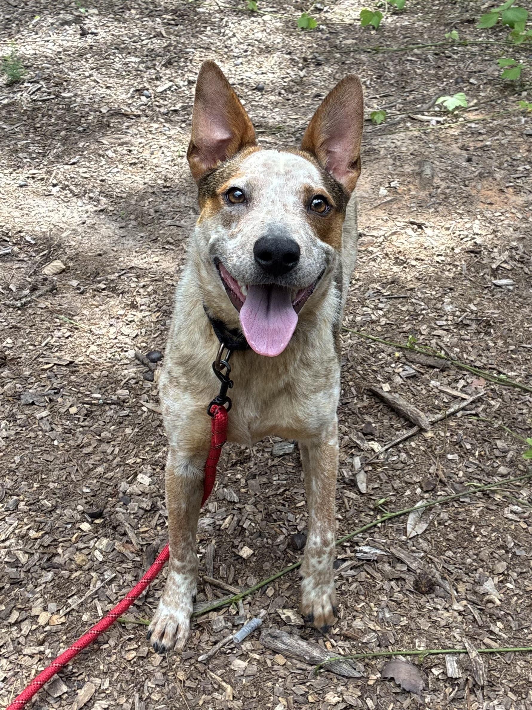 Enlarge Atom, a Adoptable Australian Cattle Dog / Blue Heeler in Folkston, GA image 2/4