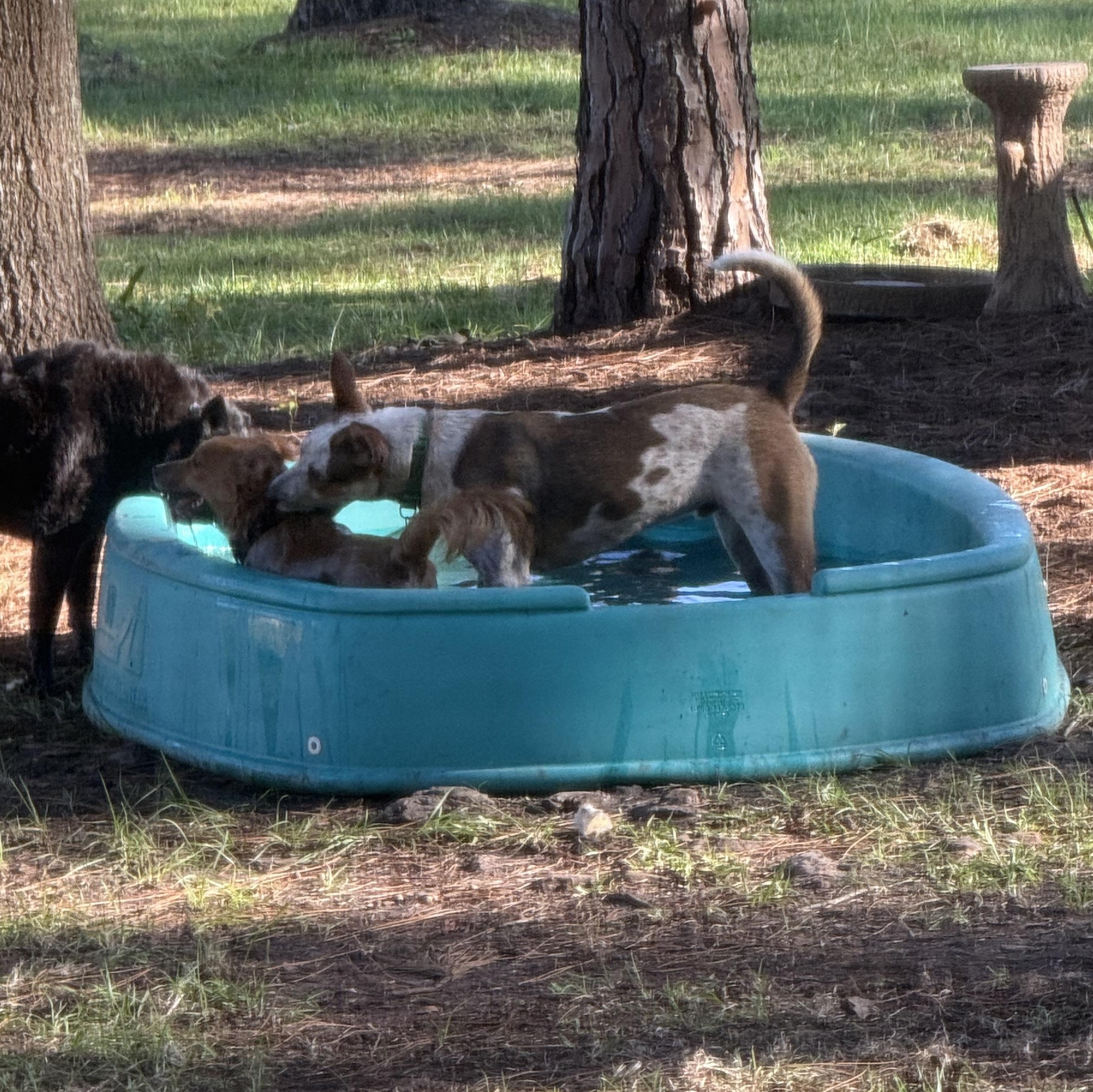 Enlarge Atom, a Adoptable Australian Cattle Dog / Blue Heeler in Folkston, GA image 4/4