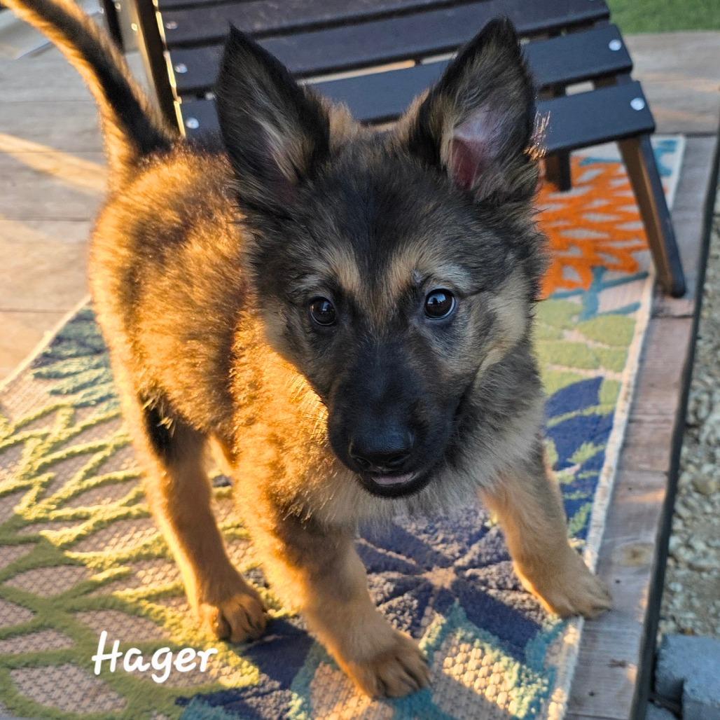 Enlarge Hager DD, an adopted German Shepherd Dog in Springfield, MO image 5/5