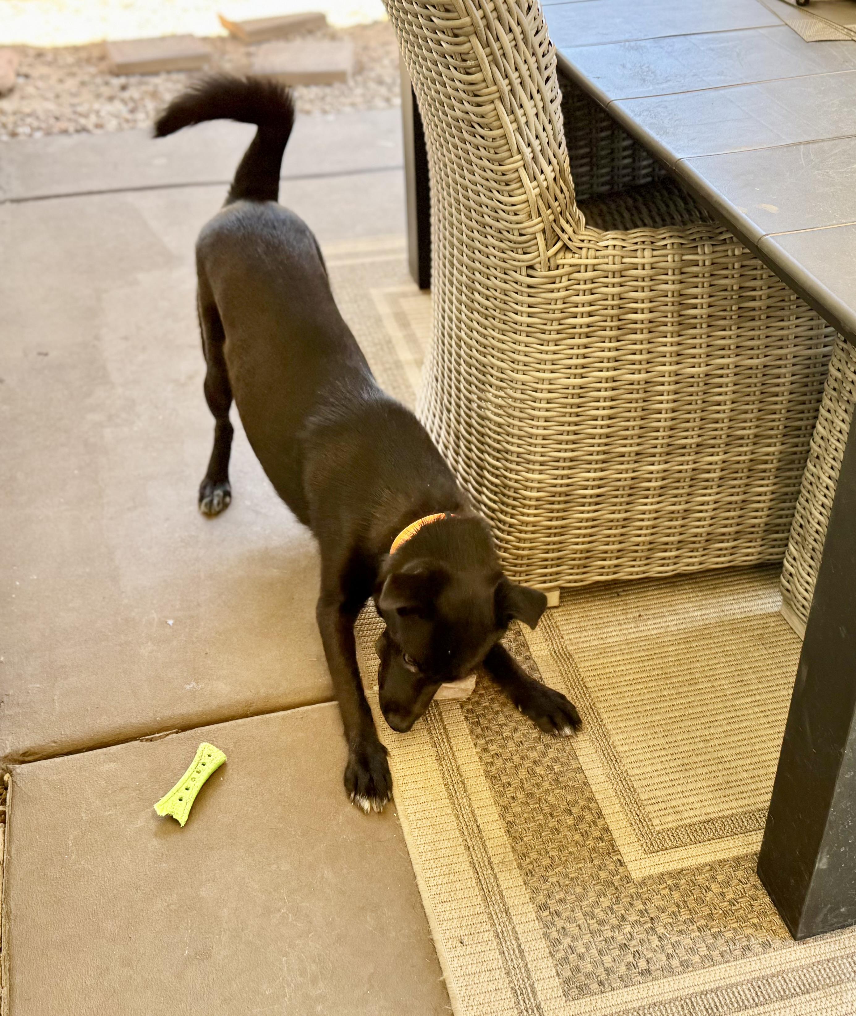 Toby, a ADOPTABLE mixed breed in Scottsdale, AZ image 4/6