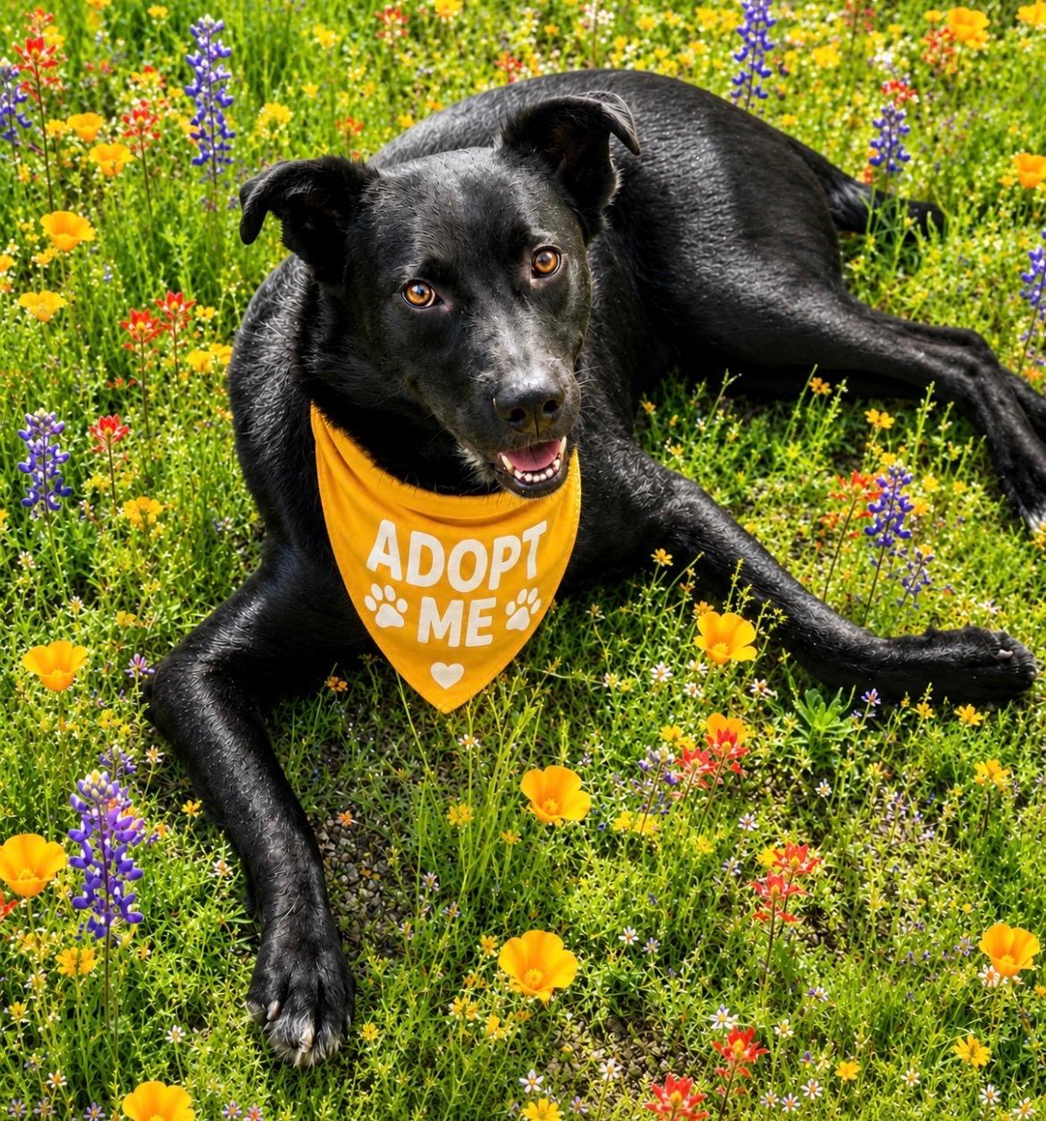 Toby, a ADOPTABLE mixed breed in Scottsdale, AZ image 5/6