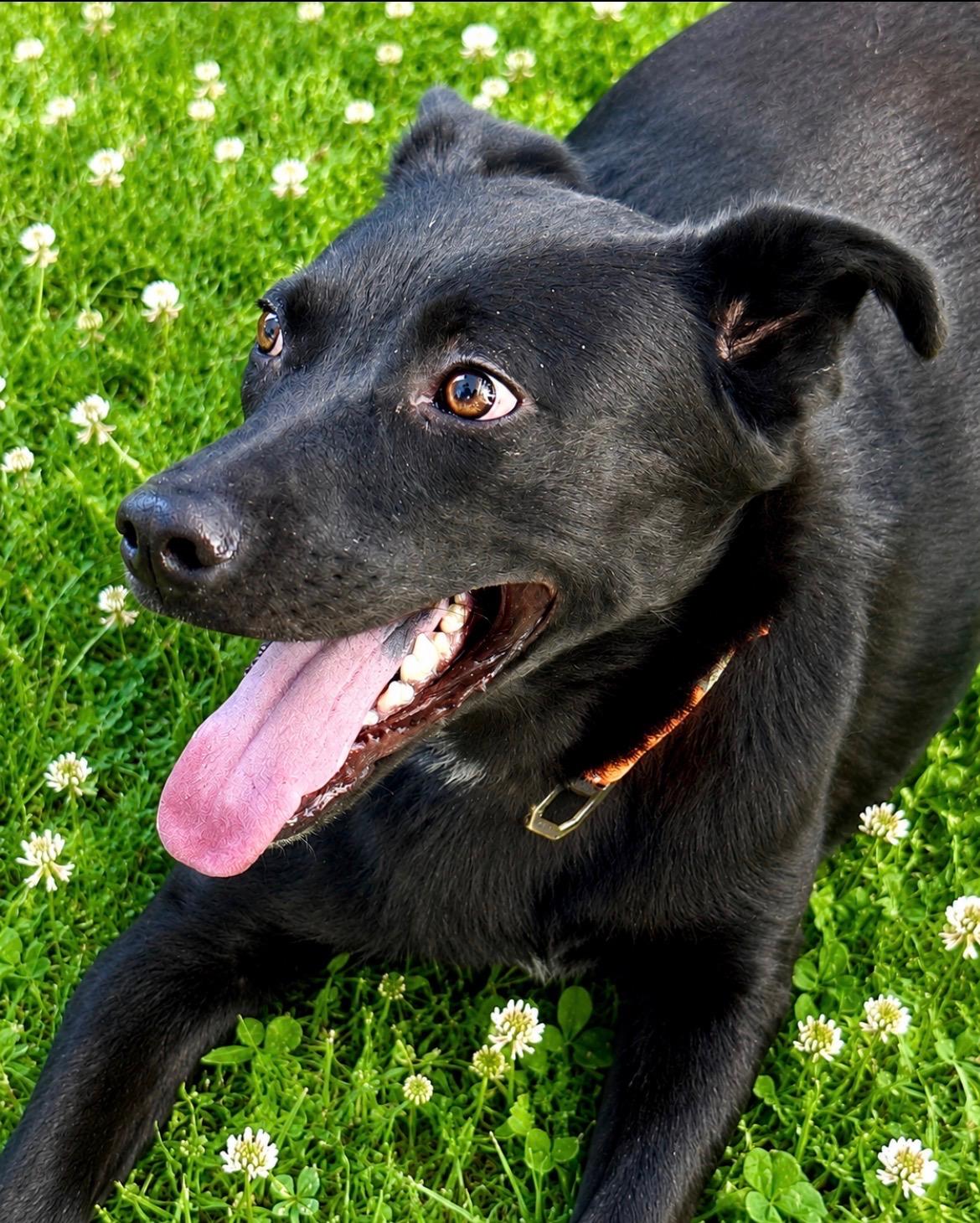 Toby, a ADOPTABLE mixed breed in Scottsdale, AZ image 3/6