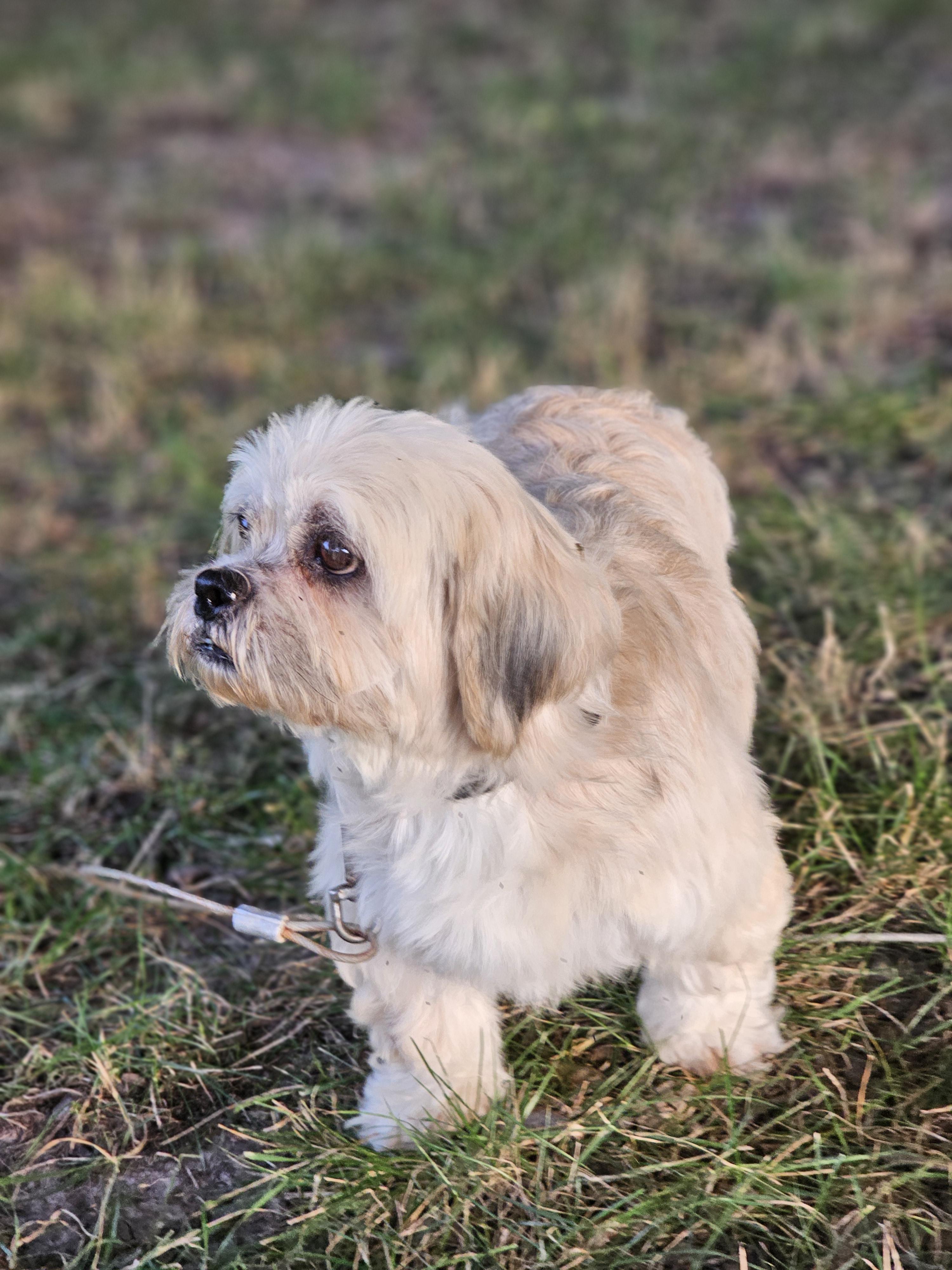 Jesse So Il thumbnail 6