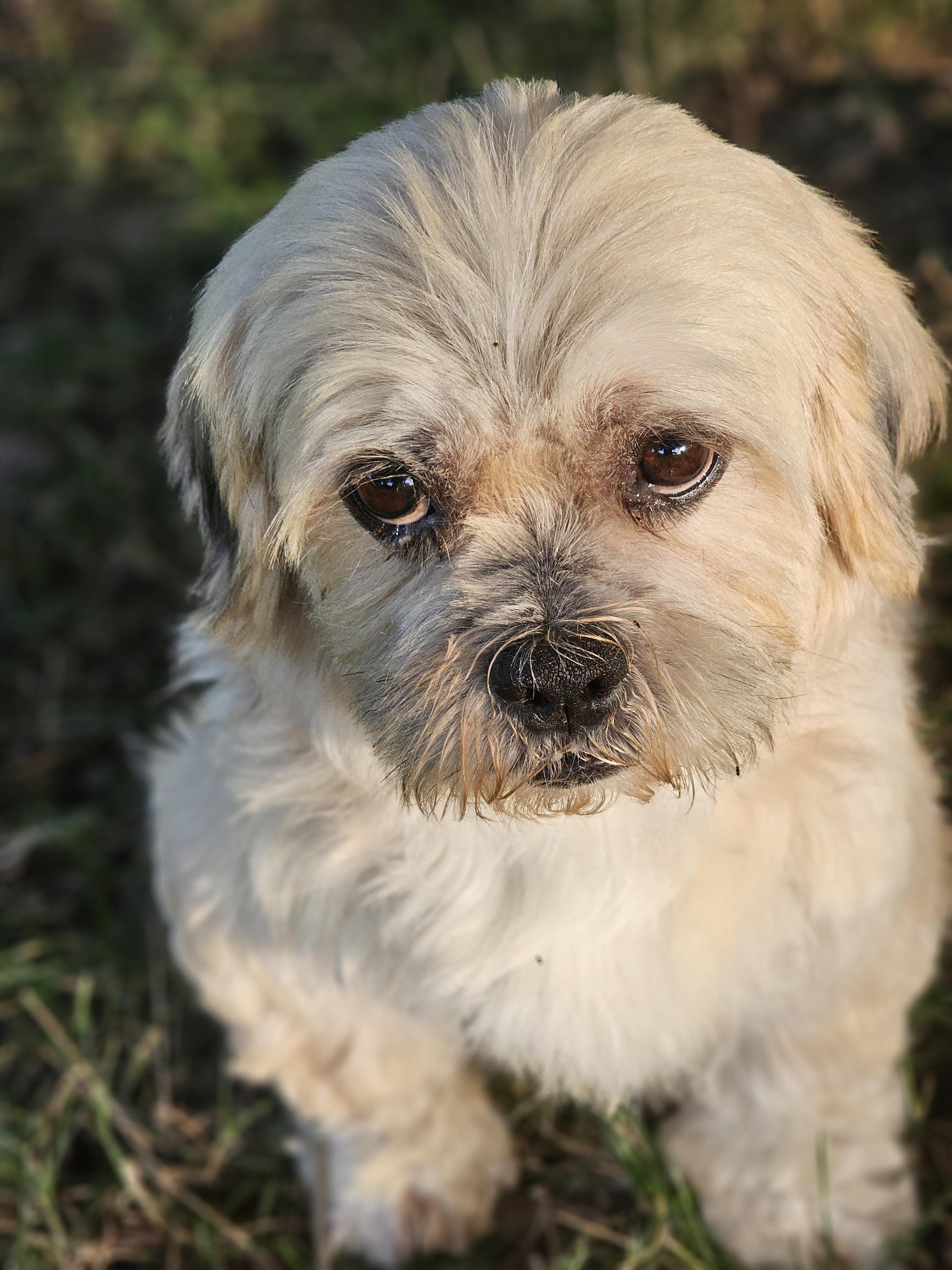 Jesse So Il thumbnail 3