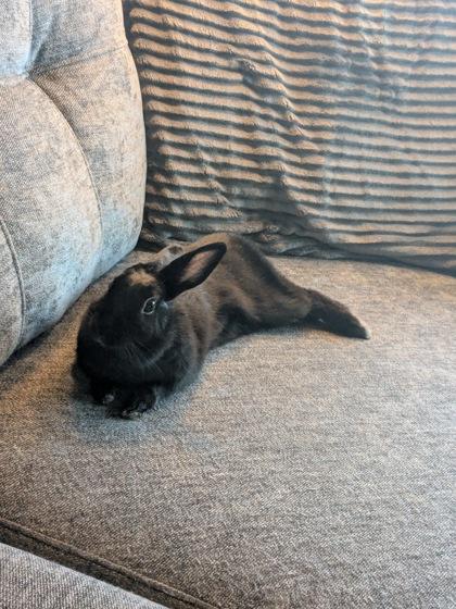 Button, a ADOPTABLE American in Toronto, ON image 2/3