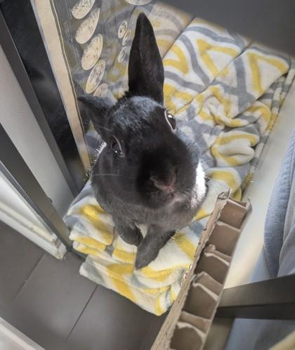 Button, a ADOPTABLE American in Toronto, ON image 1/3