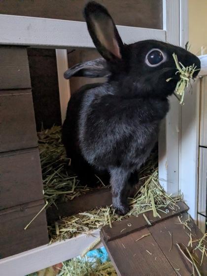 Button, a ADOPTABLE American in Toronto, ON image 3/3