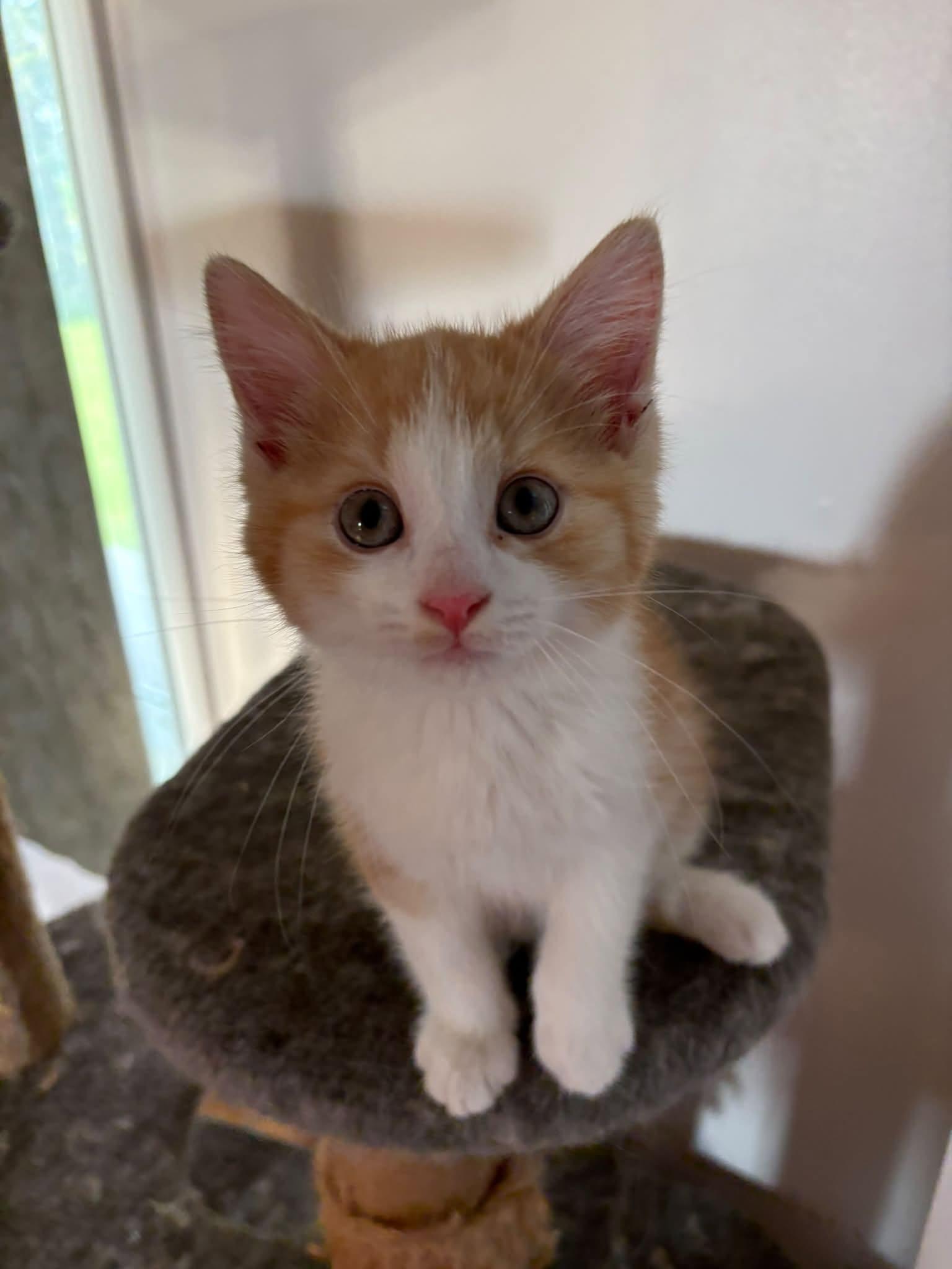 Pacha, Adoptable, Young Male Domestic Medium Hair.