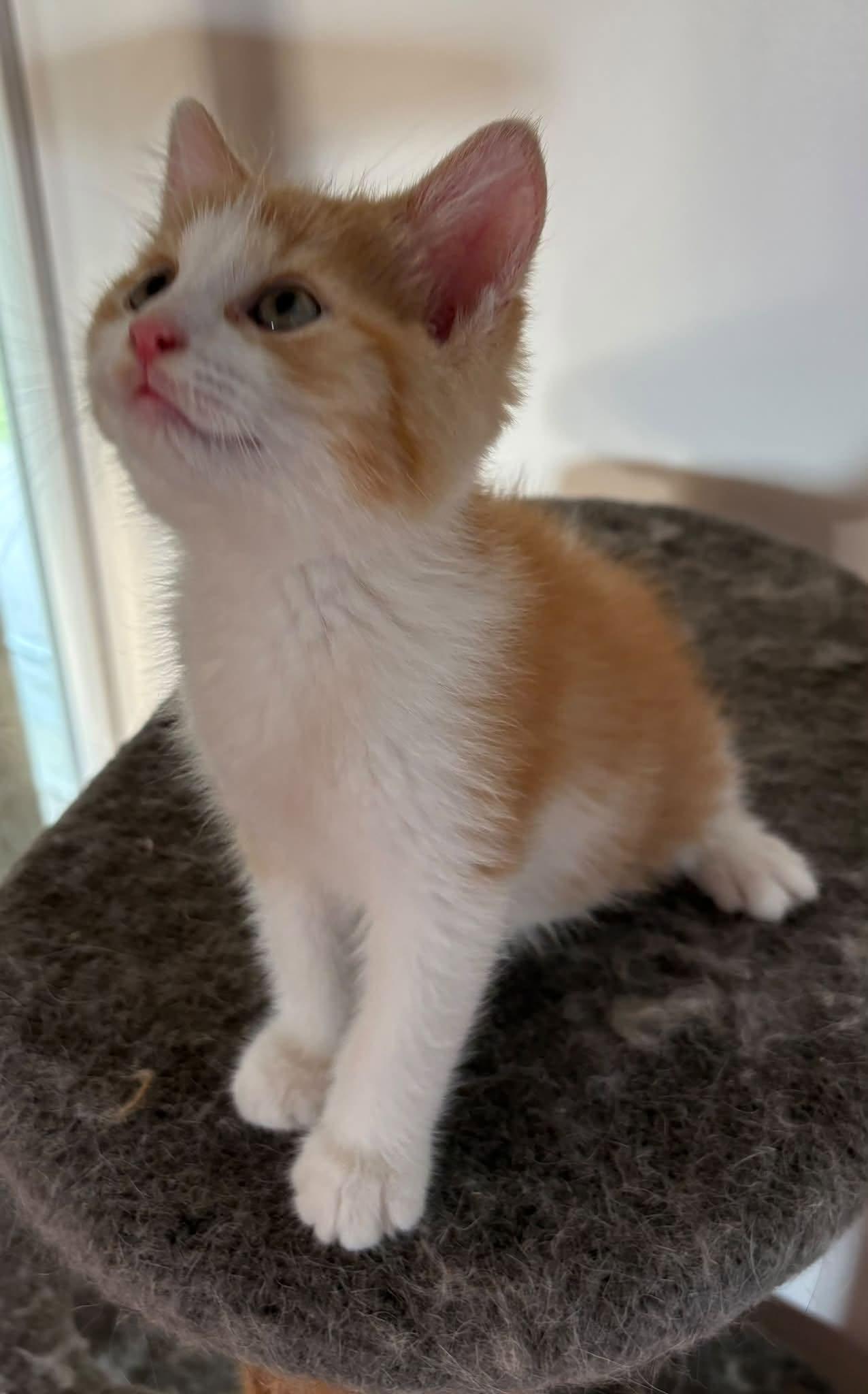 Enlarge Pacha, a Adoptable Domestic Medium Hair in Orleans, ON image 2/3