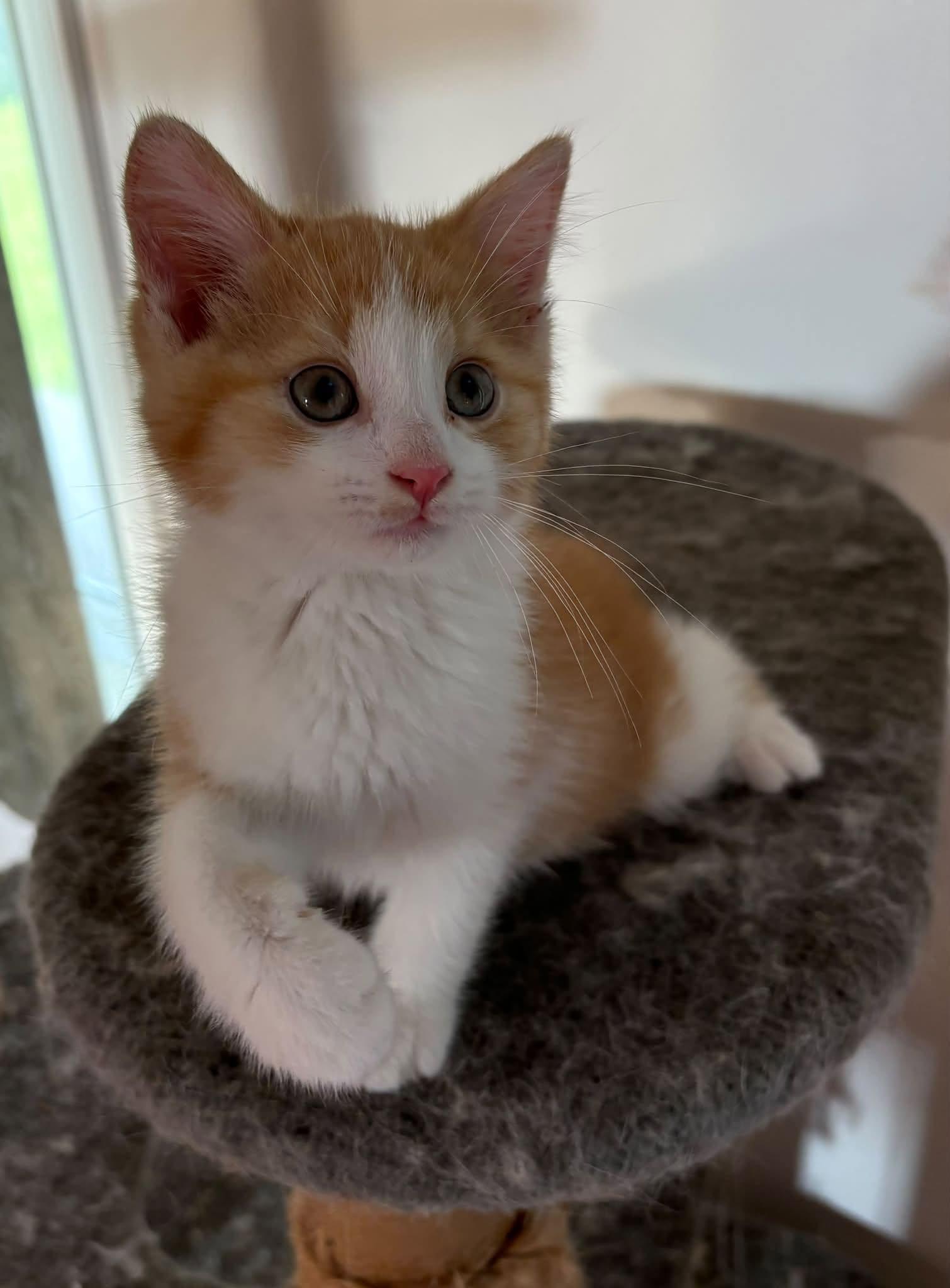 Enlarge Pacha, a Adoptable Domestic Medium Hair in Orleans, ON image 3/3