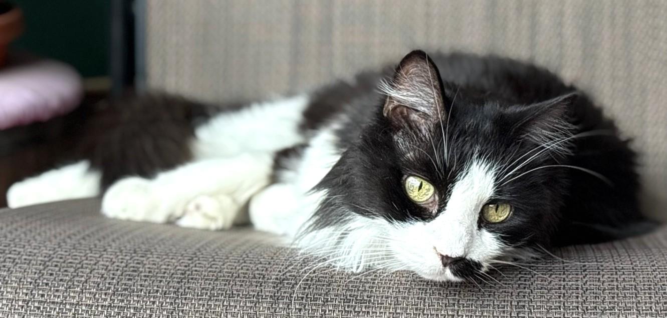 Silver, Senior Female unknown