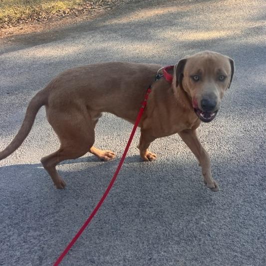 Enlarge Copper, a Adoptable Pit Bull Terrier in Evensville, TN image 1/6