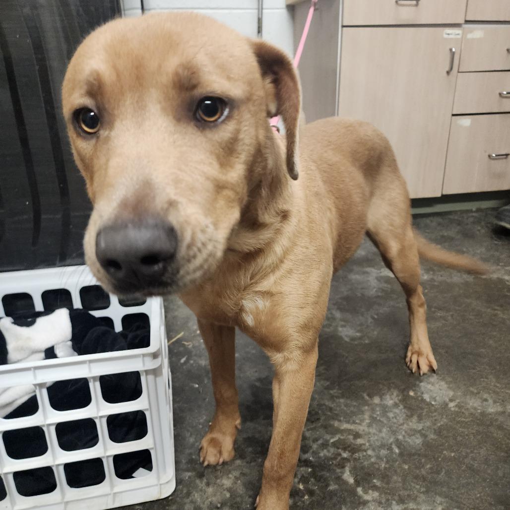 Copper, a Adoptable Pit Bull Terrier in Evensville, TN image 1/3