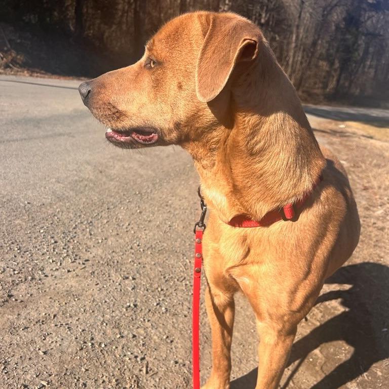 Enlarge Copper, a Adoptable Pit Bull Terrier in Evensville, TN image 4/6