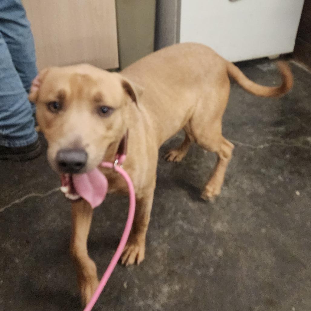 Copper, a Adoptable Pit Bull Terrier in Evensville, TN image 3/3