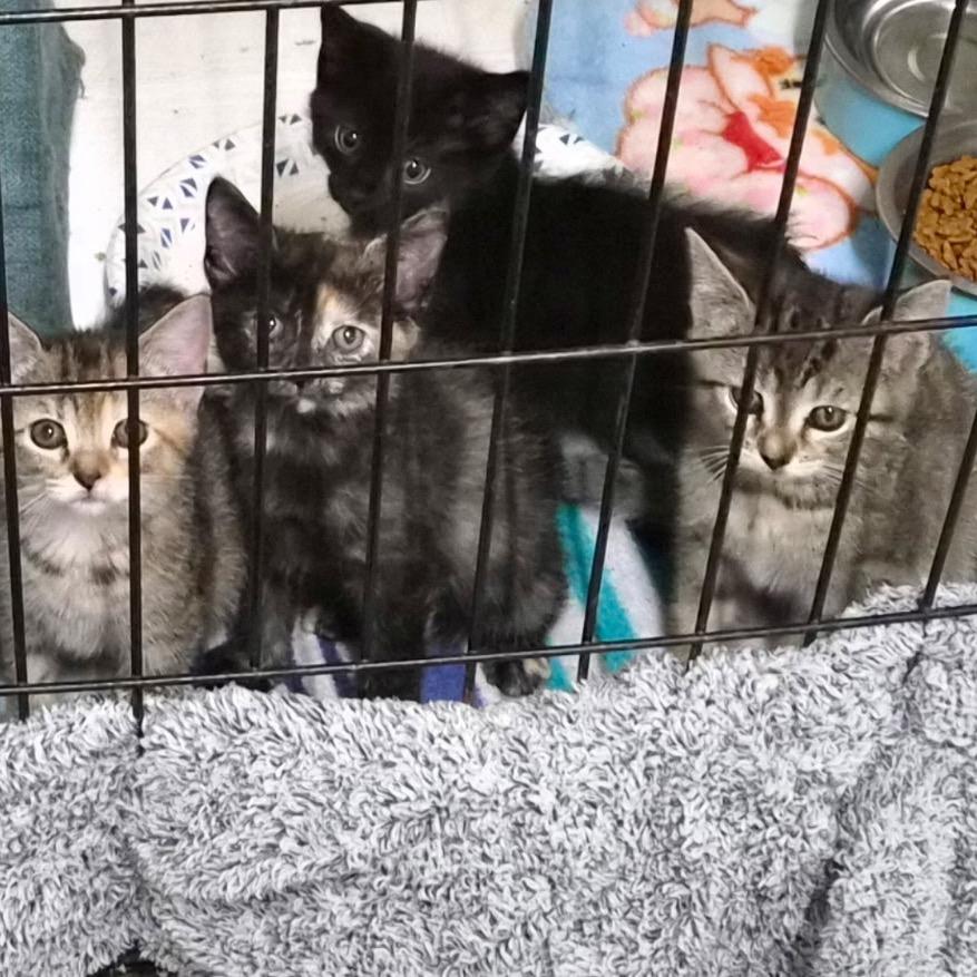 MM Tori, Adoptable, Kitten Female Domestic Short Hair.