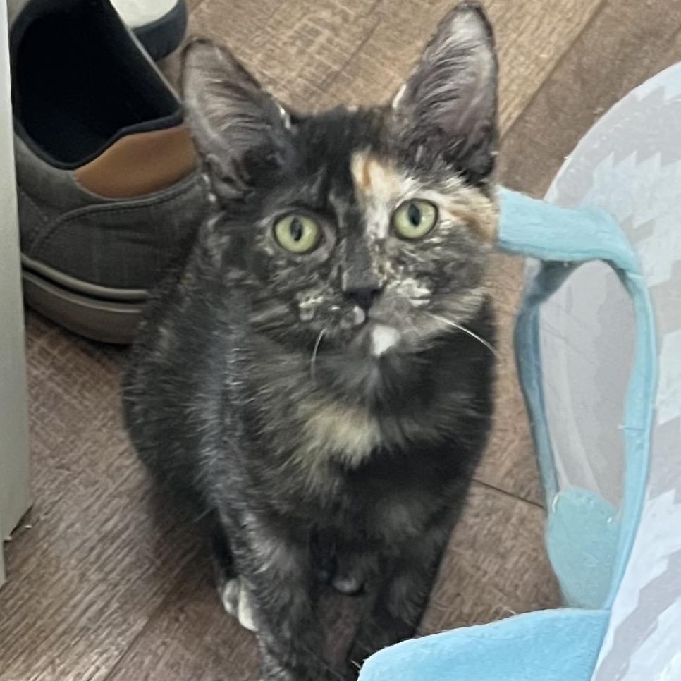 Enlarge MM Tori, a Adoptable Domestic Short Hair in Potomac, MD image 2/3