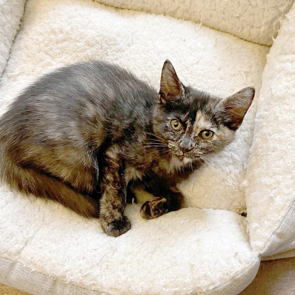 Enlarge MM Tori, a Adoptable Domestic Short Hair in Potomac, MD image 3/3