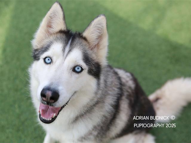 Enlarge BELLE, a Adoptable Mixed Breed in Nashville, TN image 1/1