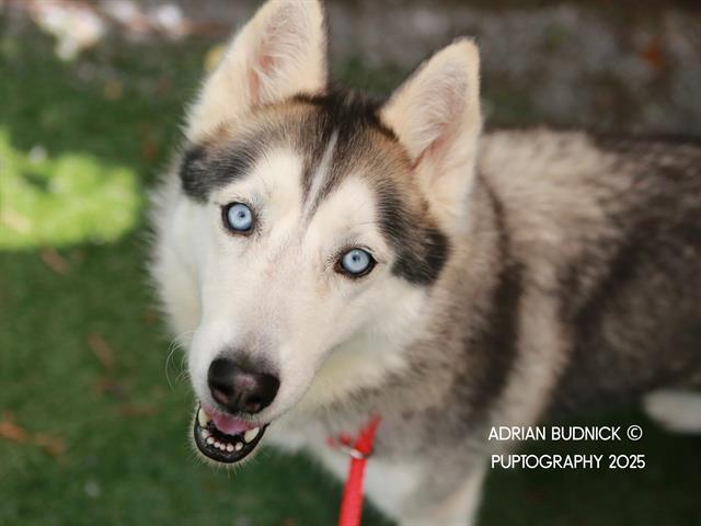BELLE, Adoptable, Adult Female Mixed Breed.