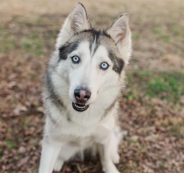 Enlarge BELLE, a Adoptable Mixed Breed in Nashville, TN image 1/1