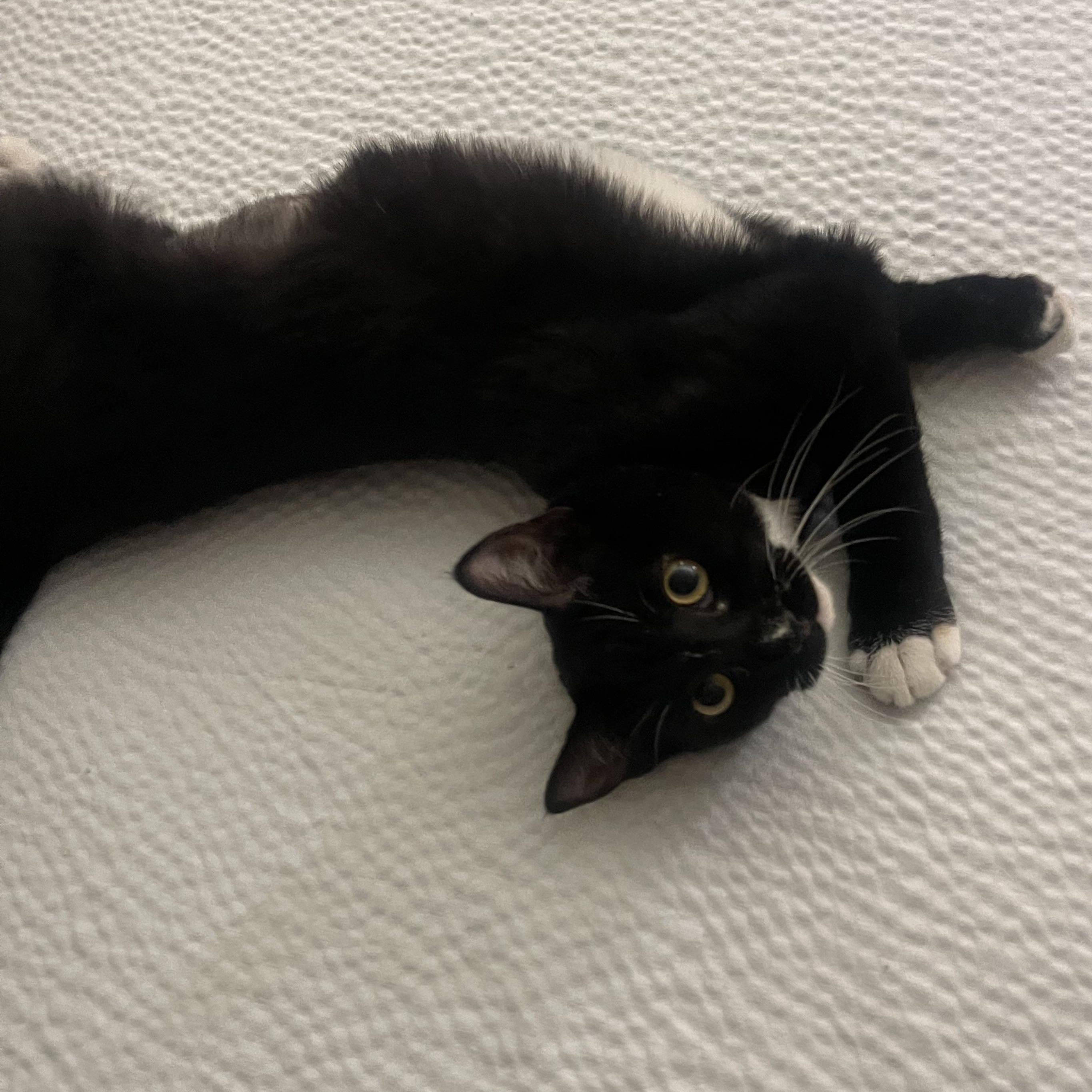 Enlarge Jinxy , a ADOPTABLE Domestic Short Hair in Santa Ana, CA image 2/5