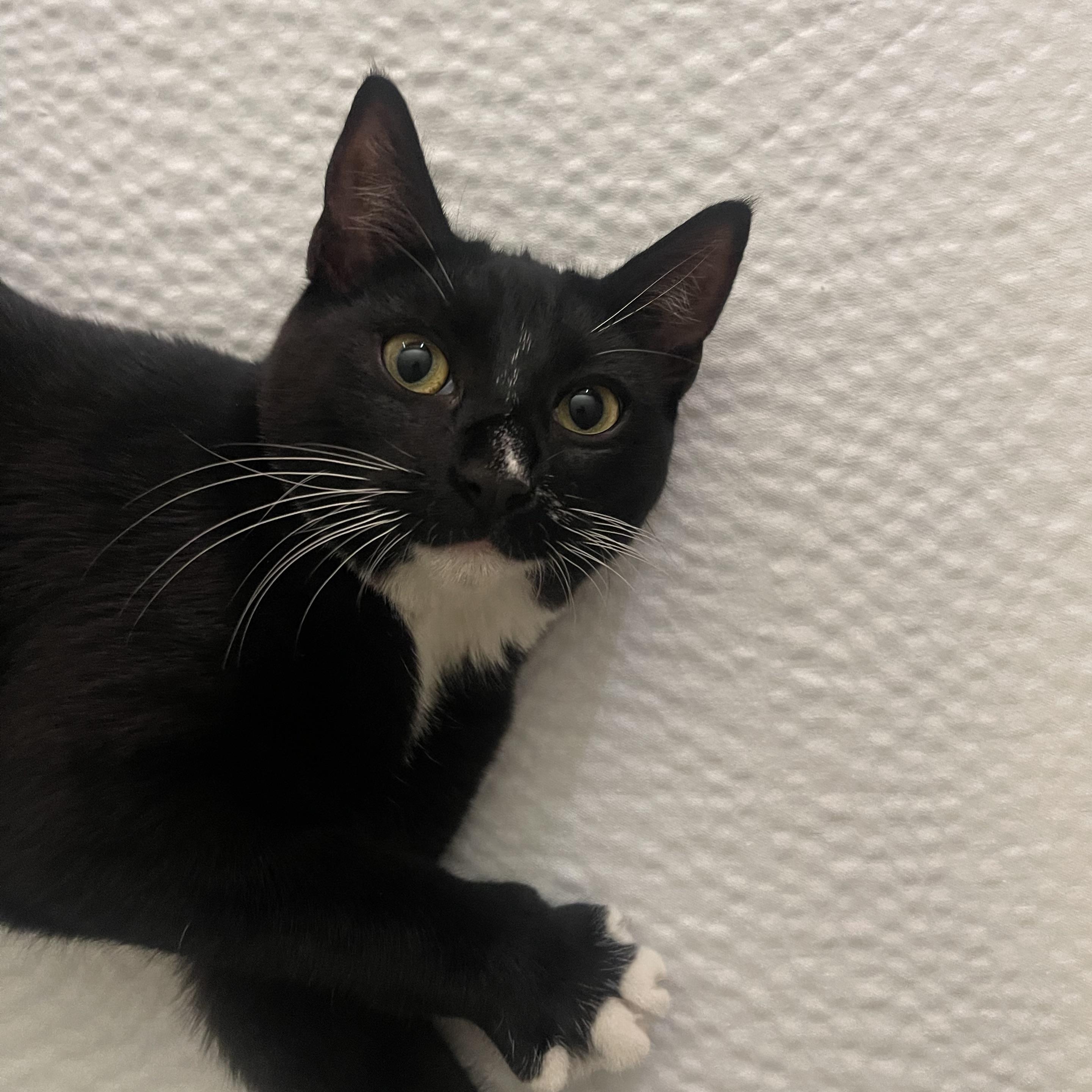 Enlarge Jinxy , a ADOPTABLE Domestic Short Hair in Santa Ana, CA image 3/5