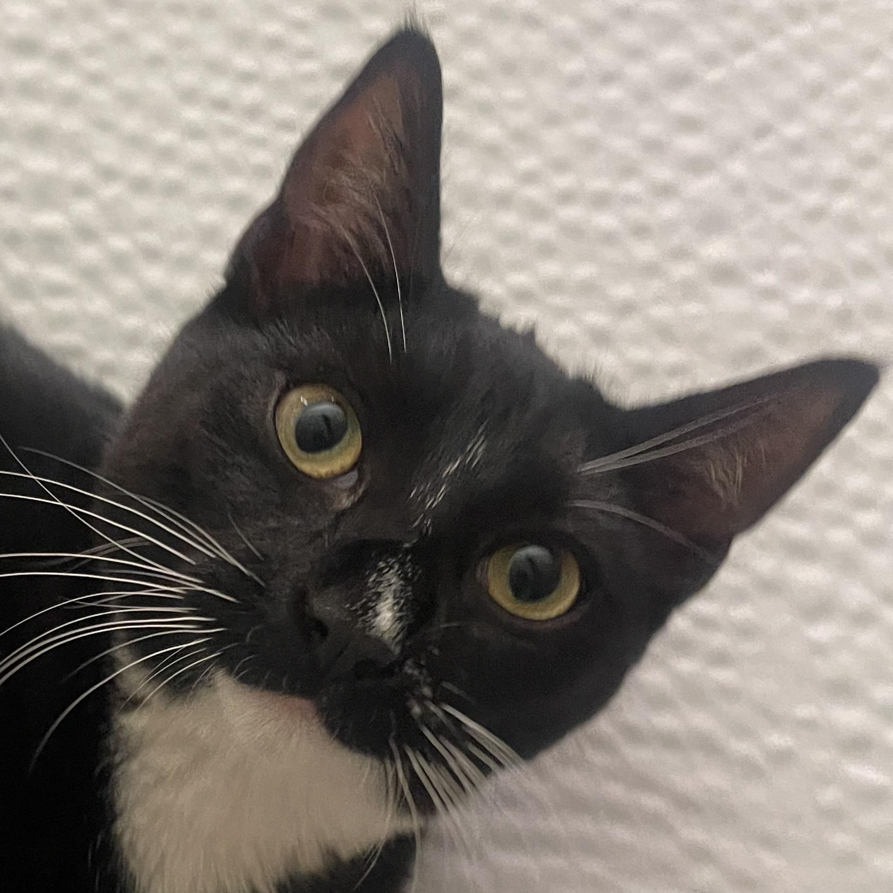 Enlarge Jinxy , a ADOPTABLE Domestic Short Hair in Santa Ana, CA image 1/5
