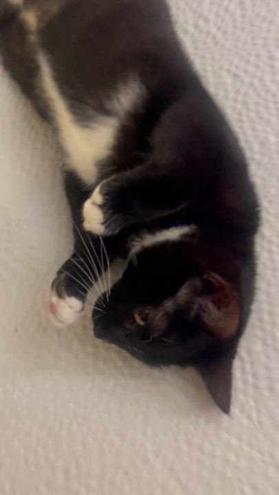 Enlarge Jinxy , a ADOPTABLE Domestic Short Hair in Santa Ana, CA video 5/5