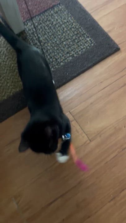 Enlarge Jinxy , a ADOPTABLE Domestic Short Hair in Santa Ana, CA video 4/5
