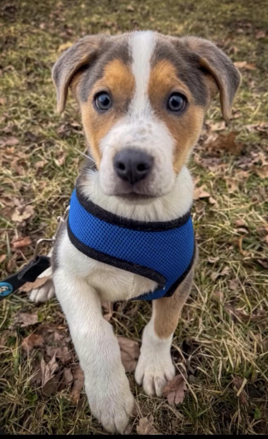 Blitz, ADOPTABLE, Puppy Male Mixed Breed.