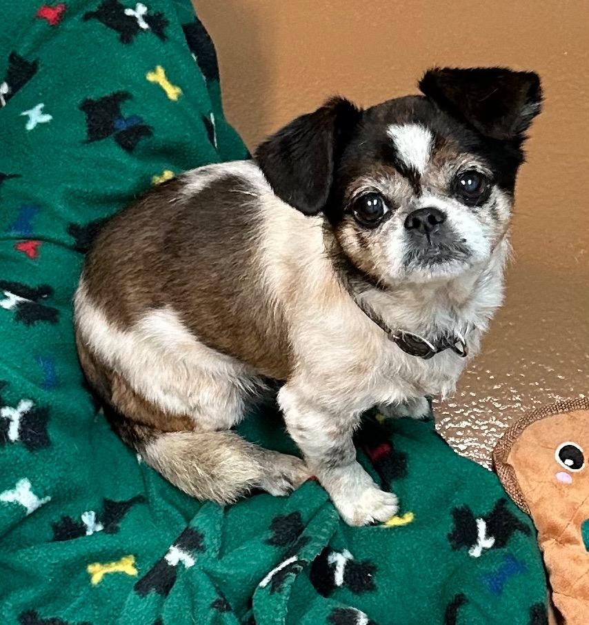 Enlarge Freeway, a Adoptable mixed breed in Fort Pierce, FL image 1/1
