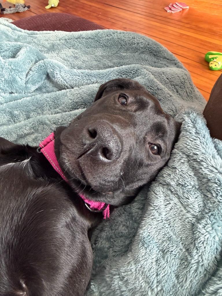 Enlarge SugarPie, a Adoptable mixed breed in Cloquet, MN image 1/4