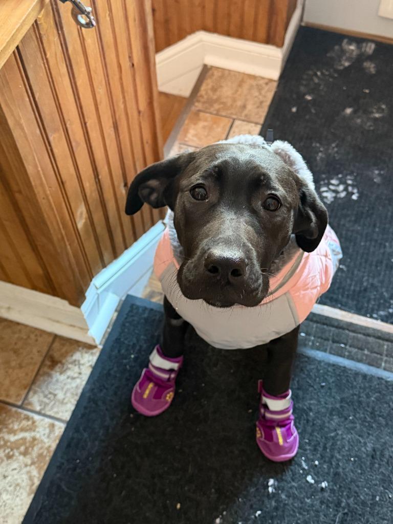 Enlarge SugarPie, a Adoptable mixed breed in Cloquet, MN image 3/4