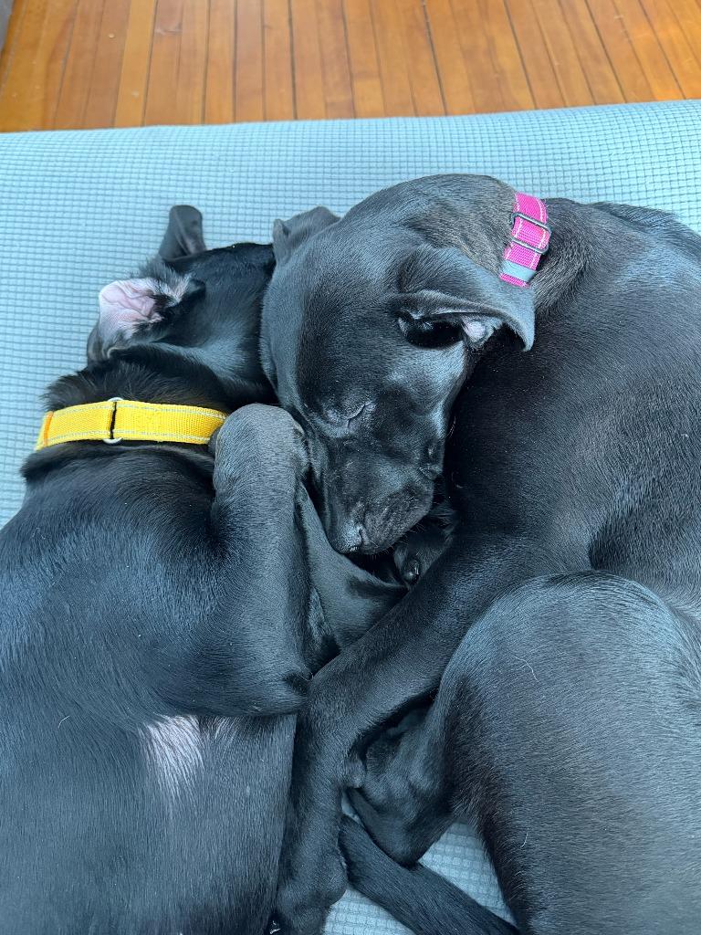 Enlarge SugarPie, a Adoptable mixed breed in Cloquet, MN image 4/4