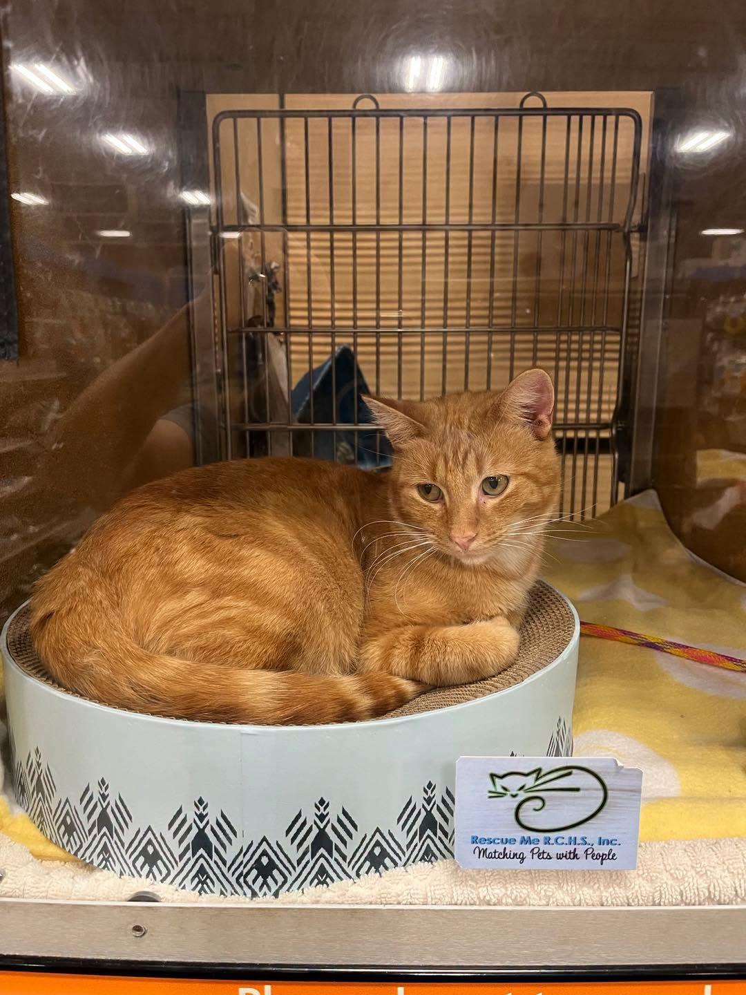 Enlarge Richy, a Adoptable Tabby in Noblesville, IN image 1/2