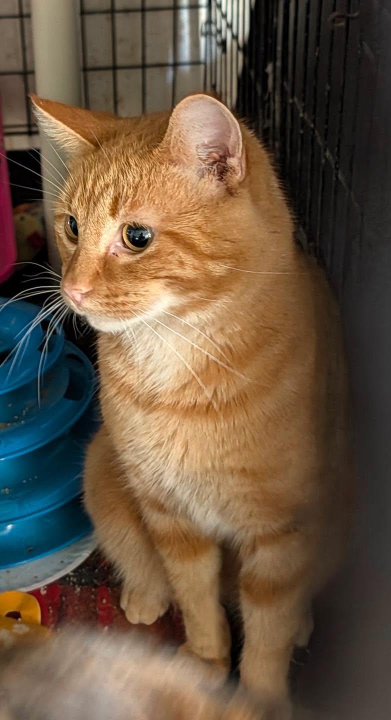 Enlarge Richy, a Adoptable Tabby in Noblesville, IN image 2/2