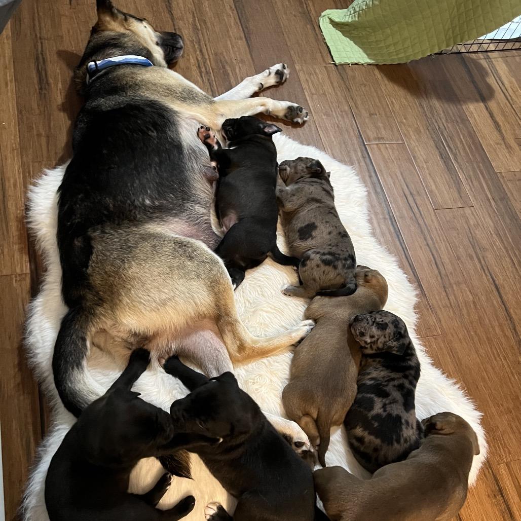 Winter, Adoptable, Adult Female German Shepherd Dog.