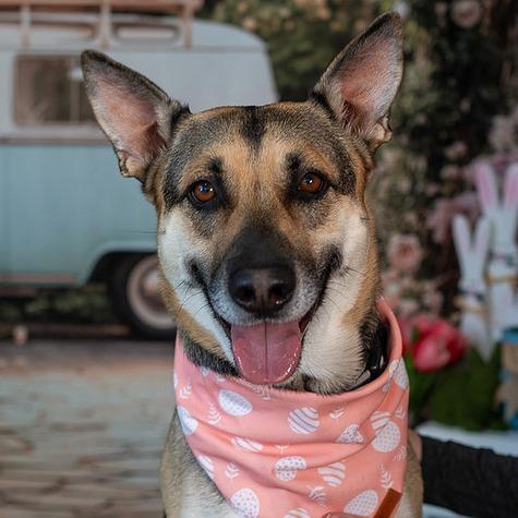 Enlarge Winter, a Adoptable German Shepherd Dog in Aberdeen, NC image 2/6