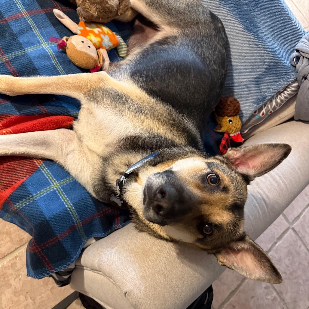 Enlarge Winter, a Adoptable German Shepherd Dog in Aberdeen, NC image 3/6