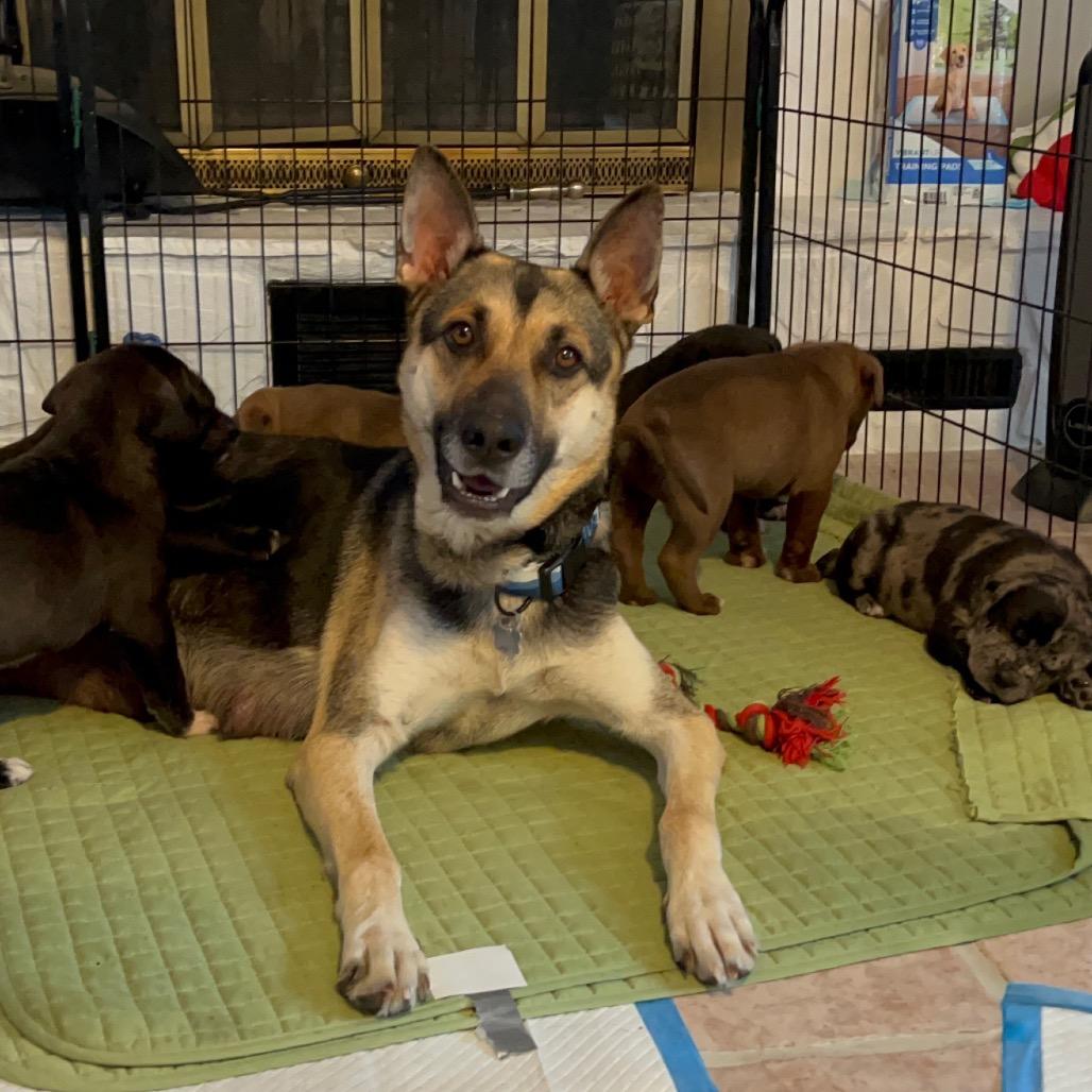Enlarge Winter, a Adoptable German Shepherd Dog in Aberdeen, NC image 5/6