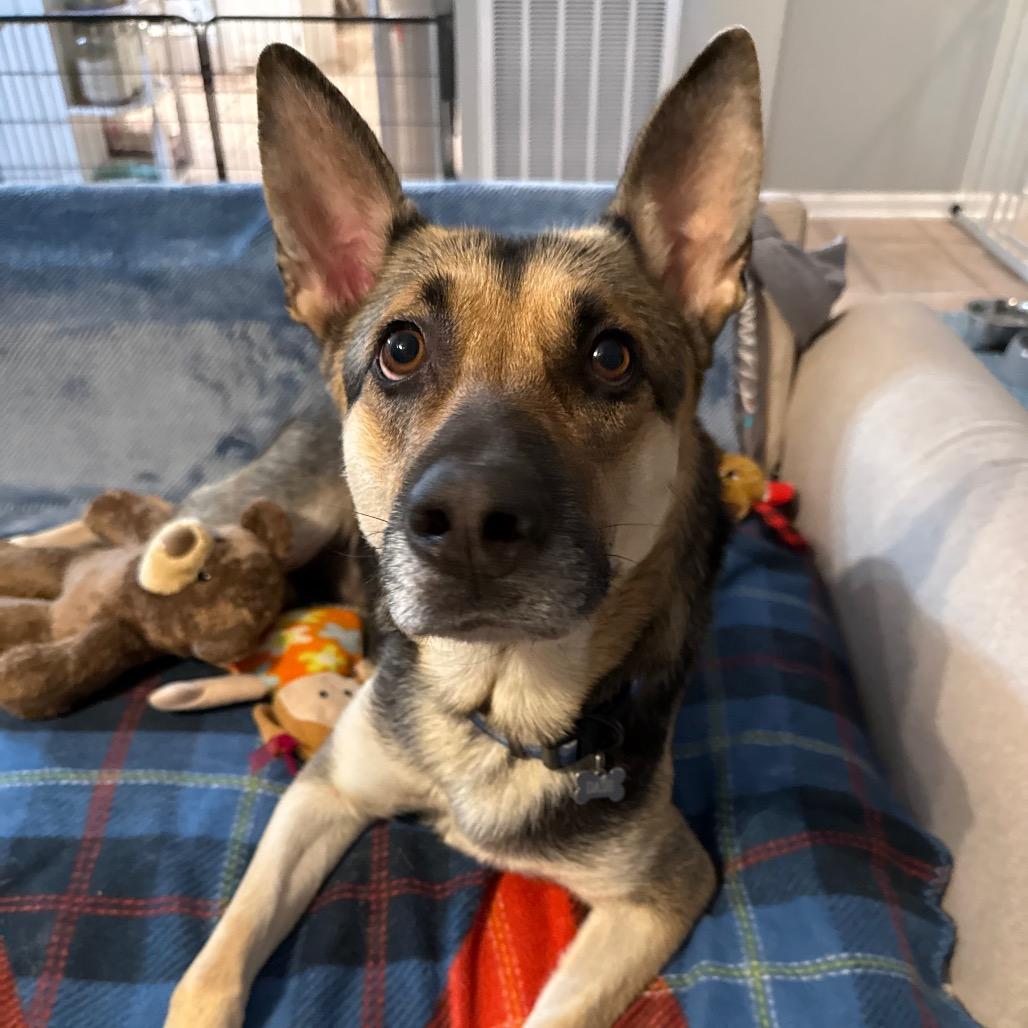 Enlarge Winter, a Adoptable German Shepherd Dog in Aberdeen, NC image 6/6
