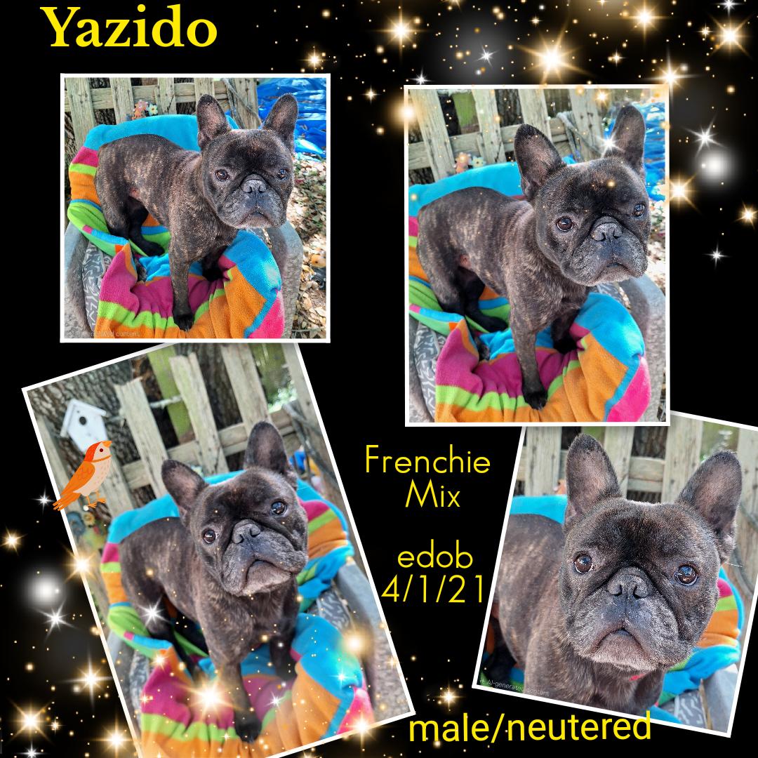 Yazido MV14321-T - Adoptable Pet | Petfinder | Petfinder
