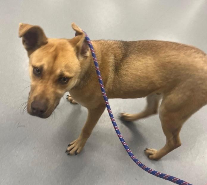 Char, Adoptable, Young Male Shepherd.