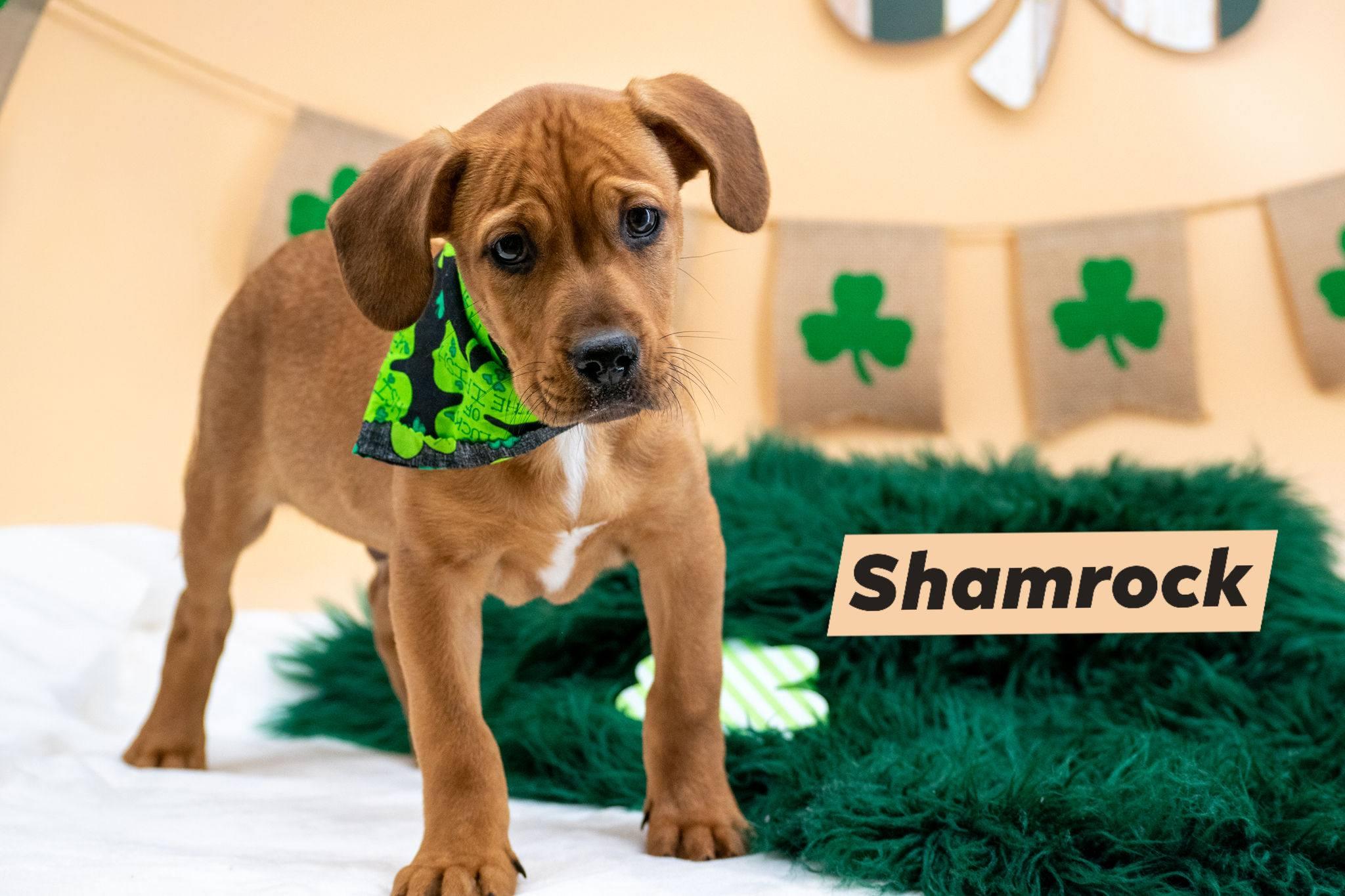 Shamrock, a ADOPTABLE Labrador Retriever in Sevierville, TN image 1/4
