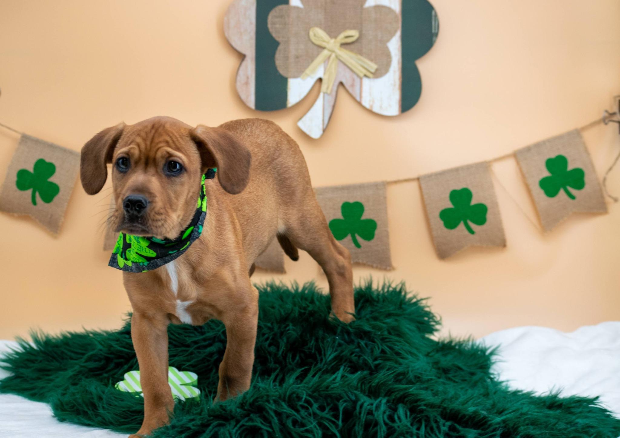 Shamrock, a ADOPTABLE Labrador Retriever in Sevierville, TN image 2/4