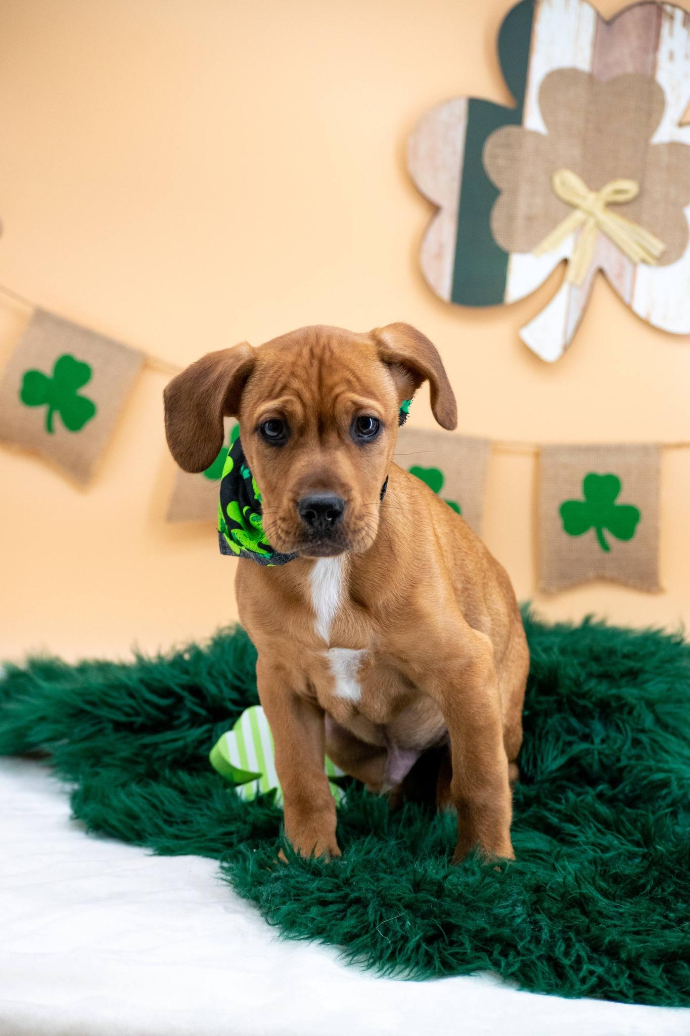 Shamrock, a ADOPTABLE Labrador Retriever in Sevierville, TN image 3/4