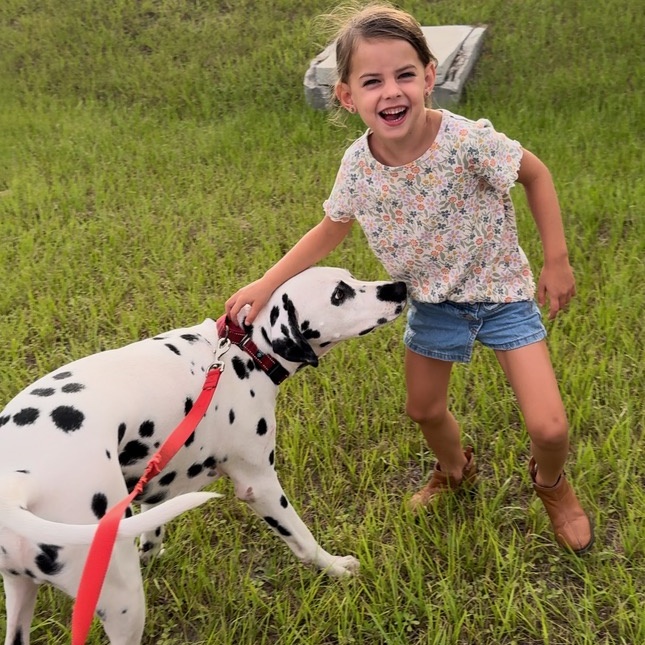 Rhino, Adopted, Adult Male Dalmatian.