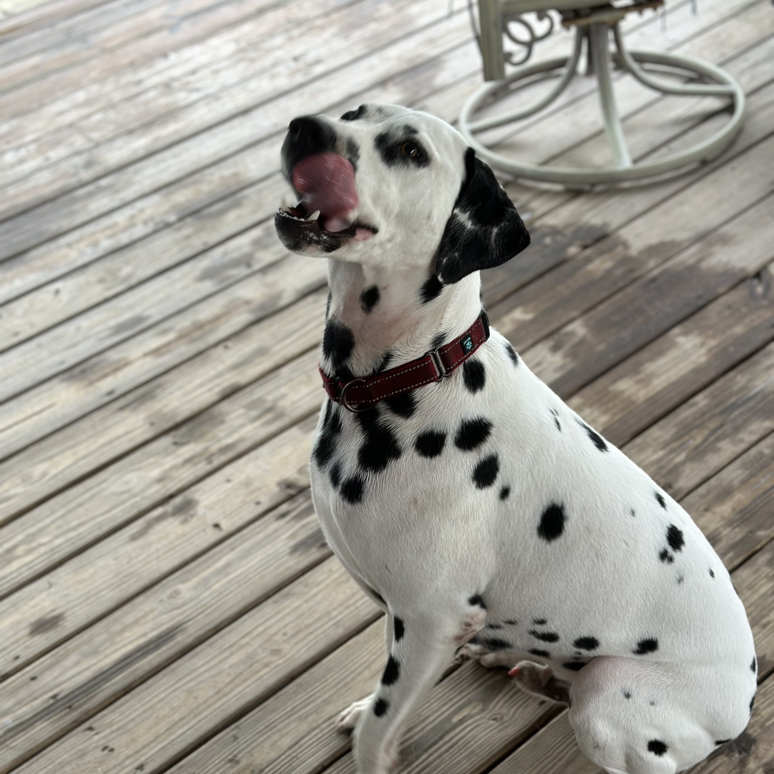 Enlarge Rhino, a Adopted Dalmatian in LEHIGH ACRES, FL image 3/6